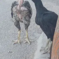 مرغ و خروس لاری