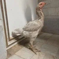 مرغ و خروس لاری طوسی افغان|حیوانات مزرعه|تهران, بازار آهن|دیوار
