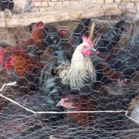 جوجه خوروس وجوجه مرغ محلی|حیوانات مزرعه|بردسکن, |دیوار