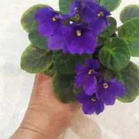 بنفشه افریقایی