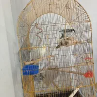 عروس هلندی