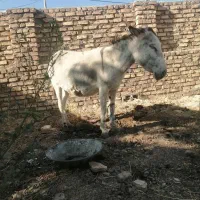 الاغ ماده، جوان، سالم