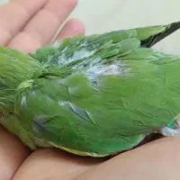 جوجه ملنگو شاه تخم