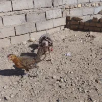 اردک خارجی بوقلمون مرغ قوقاز|حیوانات مزرعه|زابل, |دیوار