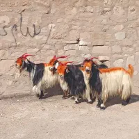 سرهم دونه ۶۵۰۰|حیوانات مزرعه|مسجد سلیمان, |دیوار