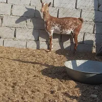 فروش بز صلاله آبستن نزدیک و درجه یک|حیوانات مزرعه|مهران (هرمزگان), |دیوار