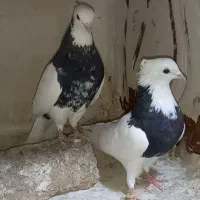 کفتر بوم کبوتر پرشی جفتگاه رنگی سارسرور کلاغ ساده|پرنده|مشهد, توس (بلوار توس)|دیوار