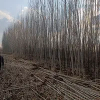 فروش نهال صنوبر سرمایه گذاری مطمئن