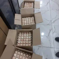 تخم مرغ رسمی خوراکی و نطفه دار