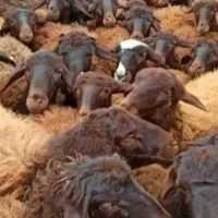 توزیع گوسفند خوش پخت مناسب کشتن|حیوانات مزرعه|قم, انسجام|دیوار