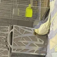 عروس هلندی گمشده