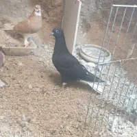 کبوتر زاغ دمسفید