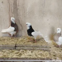 کبوتر|پرنده|پاکدشت, پاکدشت (مامازند)|دیوار