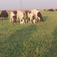 حیوانات مزرعه