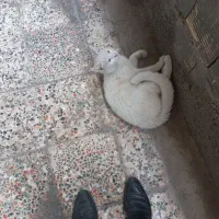 گربه|گربه|خرم‌آباد, |دیوار