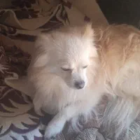 پامر روباهی