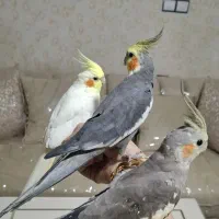 پرنده|پرنده|کوهدشت, |دیوار