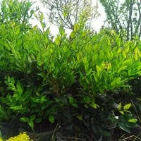 یاس هلندی سطل ۱۰