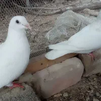 کبوتر سفید|پرنده|سراوان, |دیوار