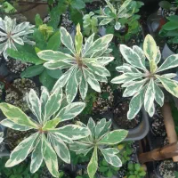 گل مرجان ابلق|گل و گیاه طبیعی|رشت, پیرسرا|دیوار