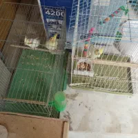 عروس هلندی