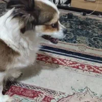 پیدا شده هاپو