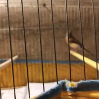 قناری مولد|پرنده|تهران, استخر|دیوار