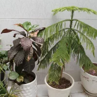 کاج مطبق و گل کورتون