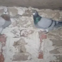 فروشی کبوتر