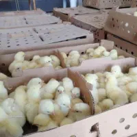 انواع جوجه یکروزه گوشتی گلپایگان رنگی بلدرچین