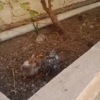 فروش جوجه رسمی ۳ ماهه