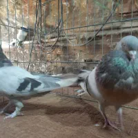 کبوتراصفهانی