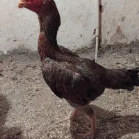 مرغ لاری|حیوانات مزرعه|آذرشهر, |دیوار