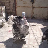 بوقلمون محلی