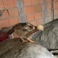 جوجه‌ لاری|حیوانات مزرعه|بهشهر, |دیوار