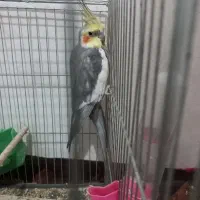 ۲عدد عروس هلندی