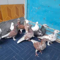 کفتر