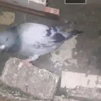 این کبوتر ۱۰ روز کسی خواست|پرنده|کارون, |دیوار