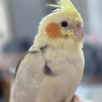 عروس هلندی لوتینو دوکت ۵ ماهه سخنگو دستی