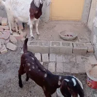 بز و بزغاله اش