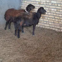 دو راس شیشک|حیوانات مزرعه|مشهد, تبادکان|دیوار