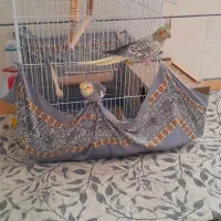 عروس هلندی معاوضه کفترنقش|پرنده|راور, |دیوار