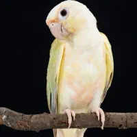 گرینچیک پیدا شده