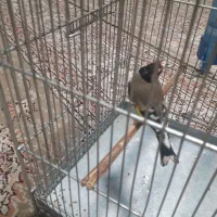 ماده سهره بخون آماده مست مست تاتی بده