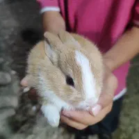 توله خرگوش تازه