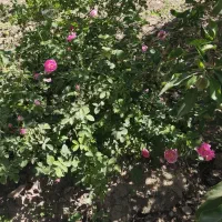 گل محمدی
