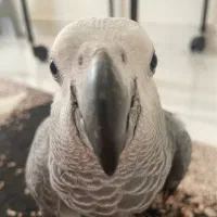 جوجه کاسکو تازه دونخور شاه تخم