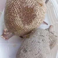 عسل وحشی درمانی