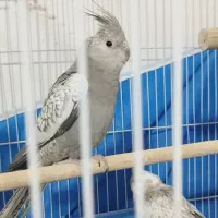 ۳تا عروس هلندی وایت فیس|پرنده|فولادشهر, مسکن مهر فولادشهر|دیوار