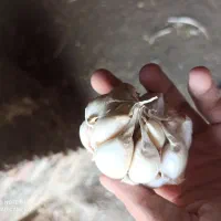 فروش سیر بذری